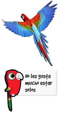 Veterinario Loros