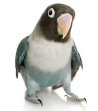 Veterinario Loros