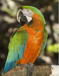 Veterinario Loros