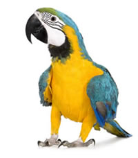 Veterinario Loros