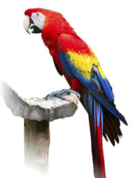 Veterinario Loros