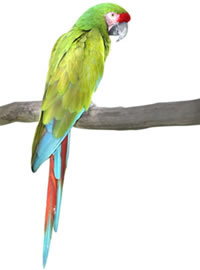 Veterinario Loros