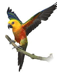 Veterinario Loros