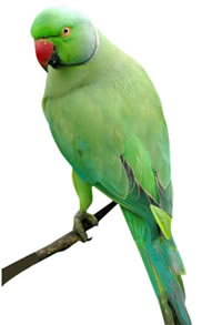 Veterinario Loros