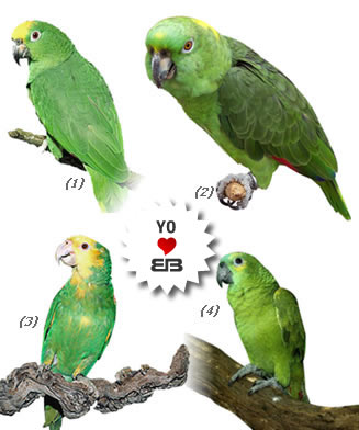 Veterinario Loros