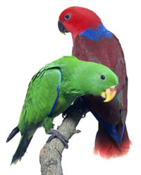 Veterinario Loros