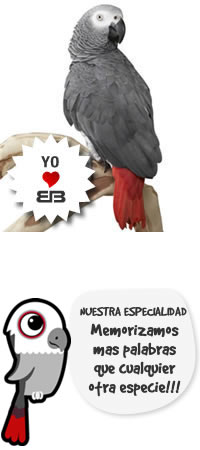 Veterinario Loros