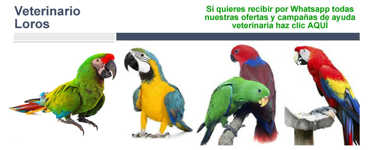 Veterinario Loros
